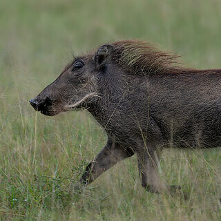 Soysambu - Warthog